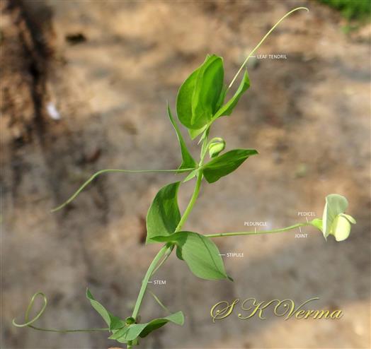  Plant